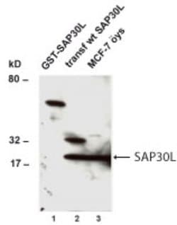 SAP30L Antibody - BSA Free, Novus Biologicals 0.025 mL; Unconjugated:Antibodies,